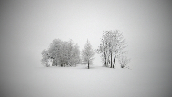 Trees in snow, Flickr photo by Phil Greaney